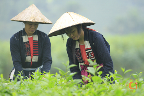 Tìm hiểu nguyên liệu và phương pháp nhuộm vải của dân tộc Sán Dìu