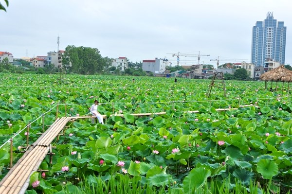 Những địa điểm chụp ảnh đẹp với sen quanh Hà Nội